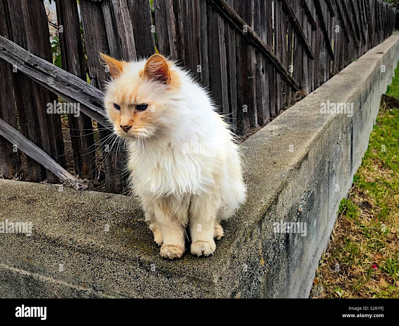 Curious cat on wall Stock Photo