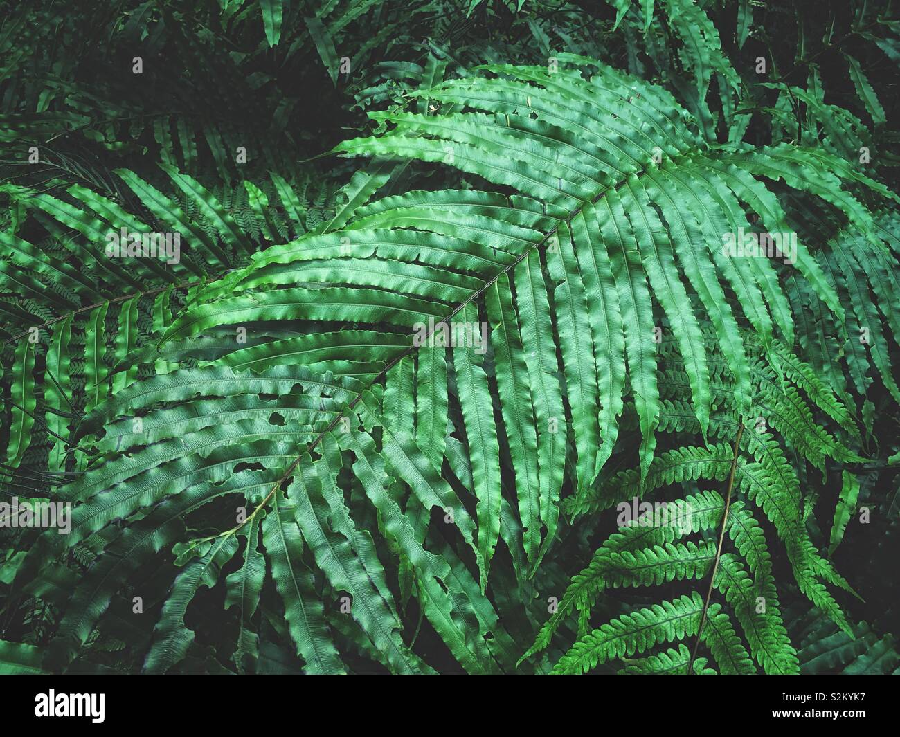 Giant ferns hi-res stock photography and images - Alamy