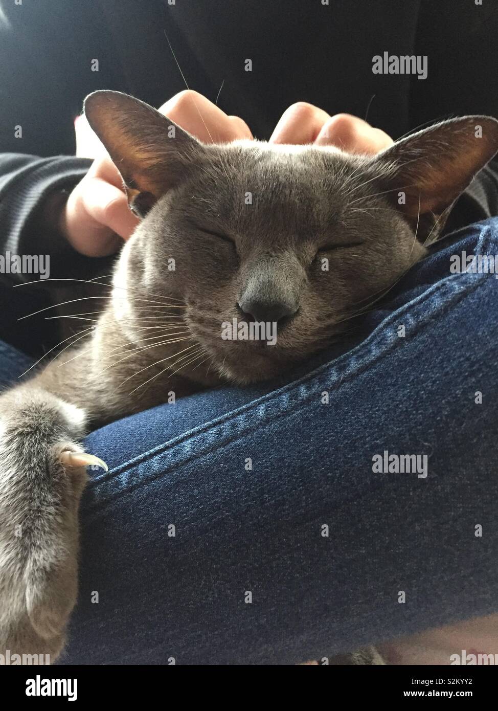 Cat on lap hires stock photography and images Alamy