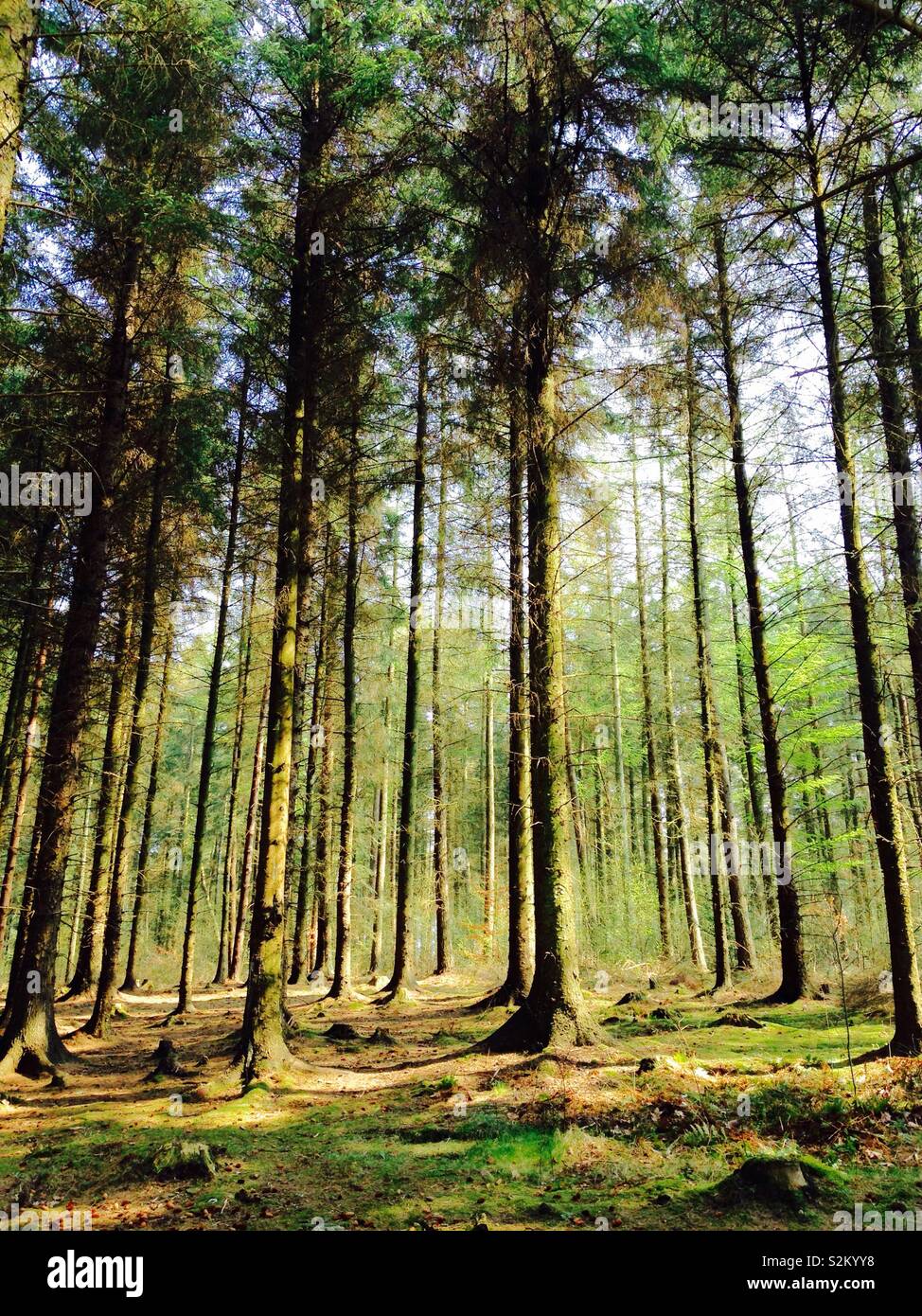 Forest - Smartphone Captured Stock Image