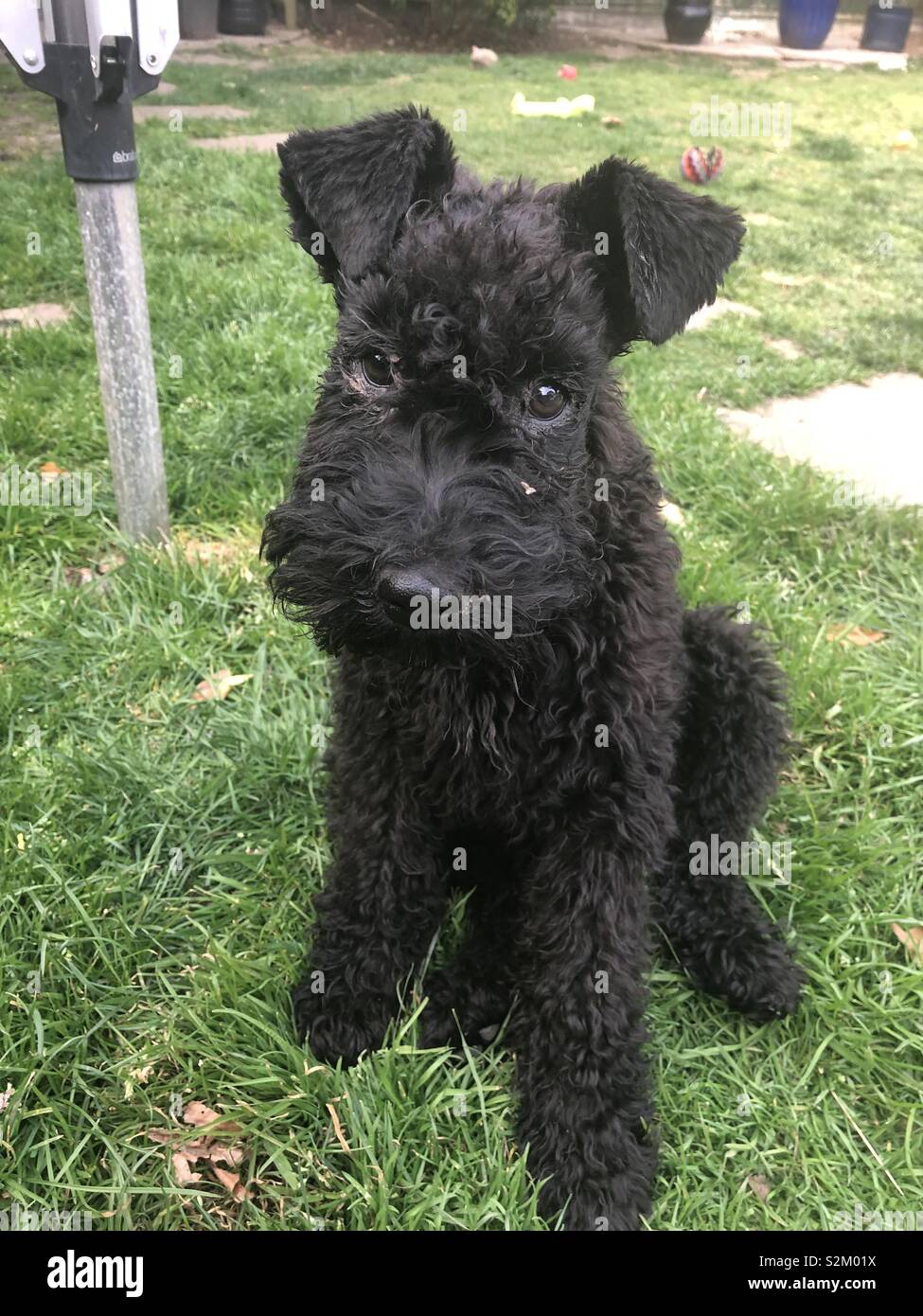 Kerry Blue Terrier Puppy Stock Photo 