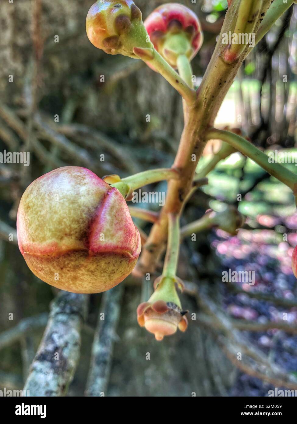 Unopened buds on a branch. - Smartphone Captured Stock Image
