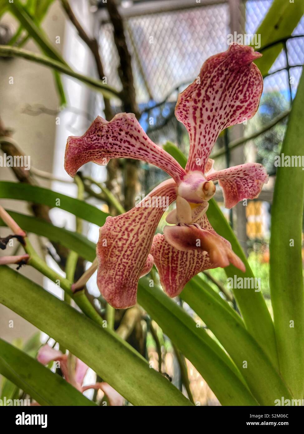 A close up of a delicate orchid. - Smartphone Captured Stock Image