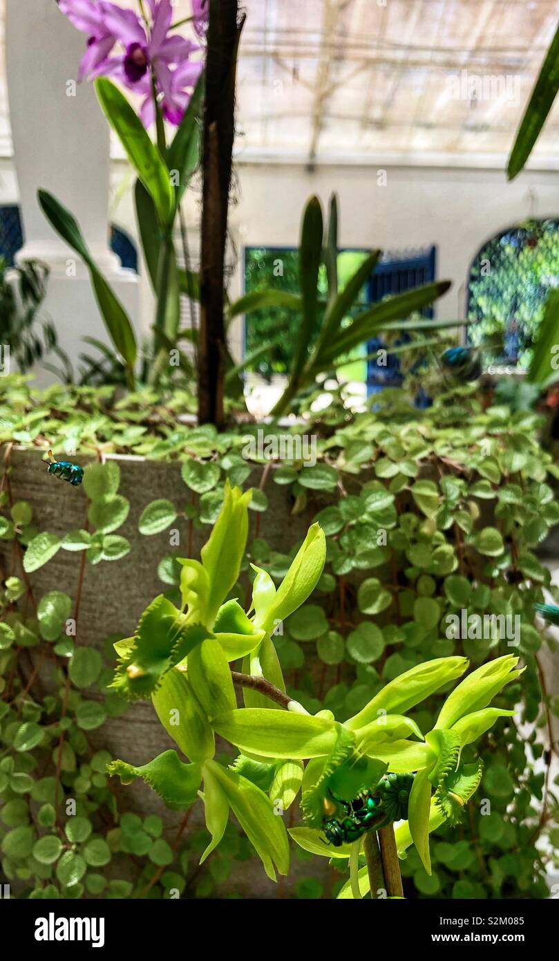 Spot the two green glowing flies in the tropical greenhouse. - Smartphone Captured Stock Image