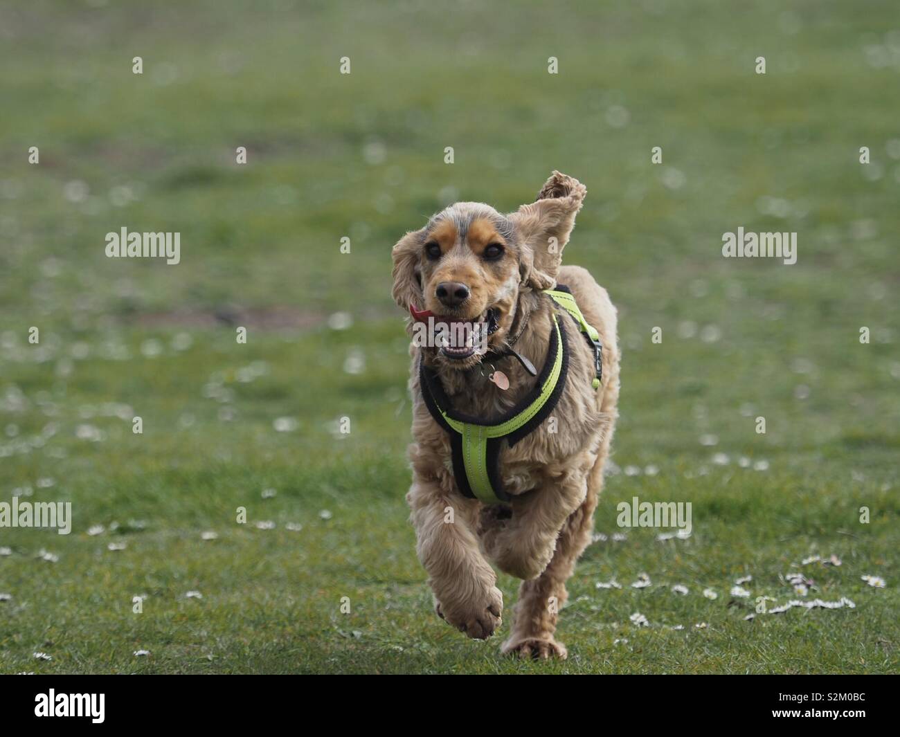 Dog Running Joyfully Stock Photo