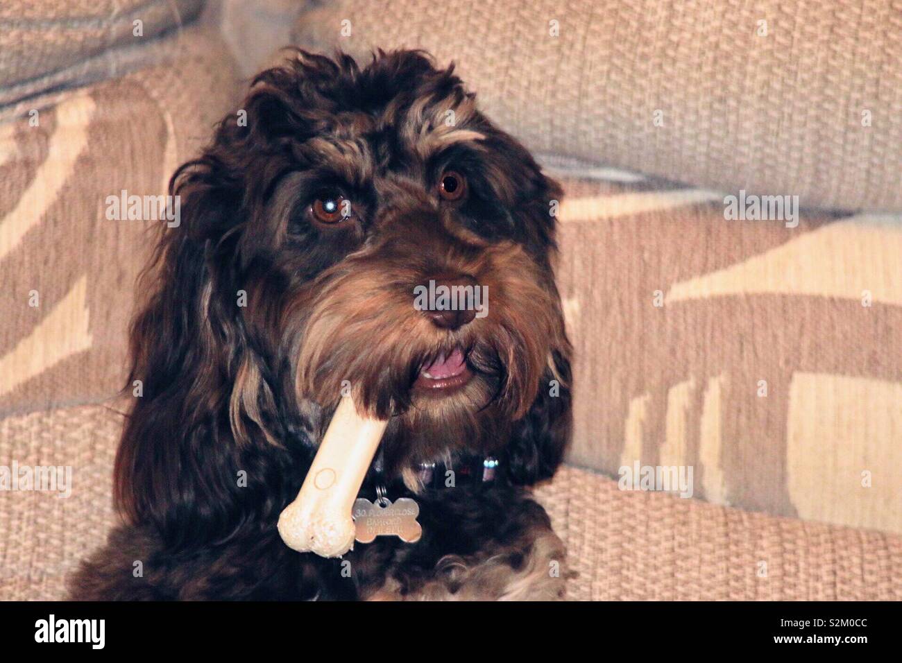 A Dog That Will Bring A Bone