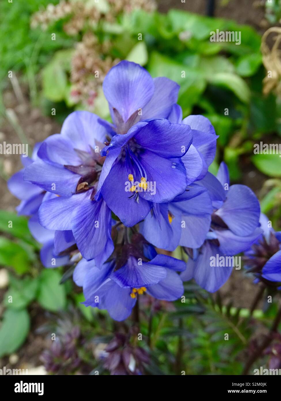 Blue wild flowers hi-res stock photography and images - Alamy