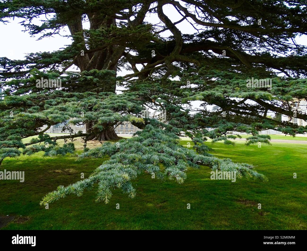 Low hanging branches hires stock photography and images Alamy