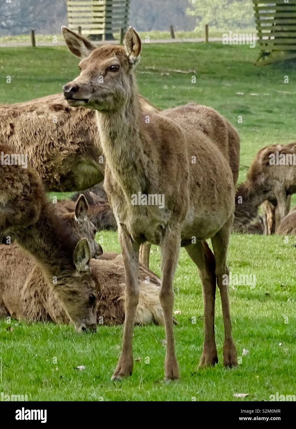 Wild deer at Woburn park Stock Photo