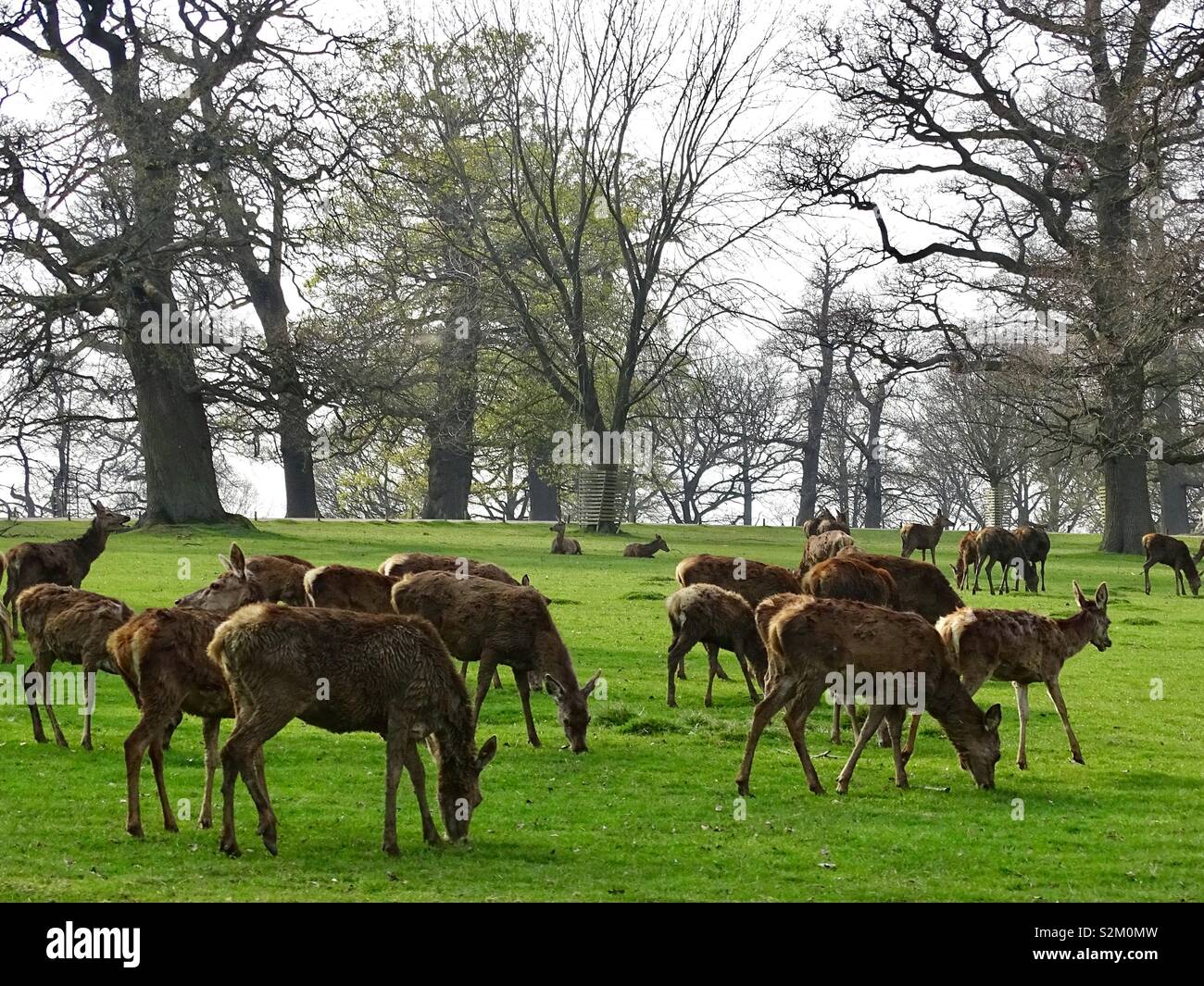 Wild deer at Woburn park Stock Photo