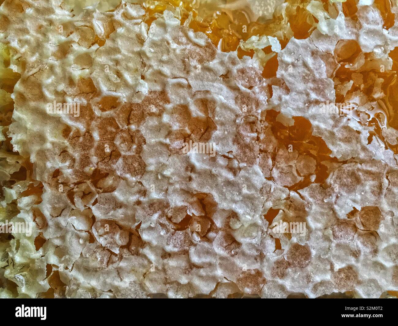 Natural honey and wax made by bees Stock Photo Alamy