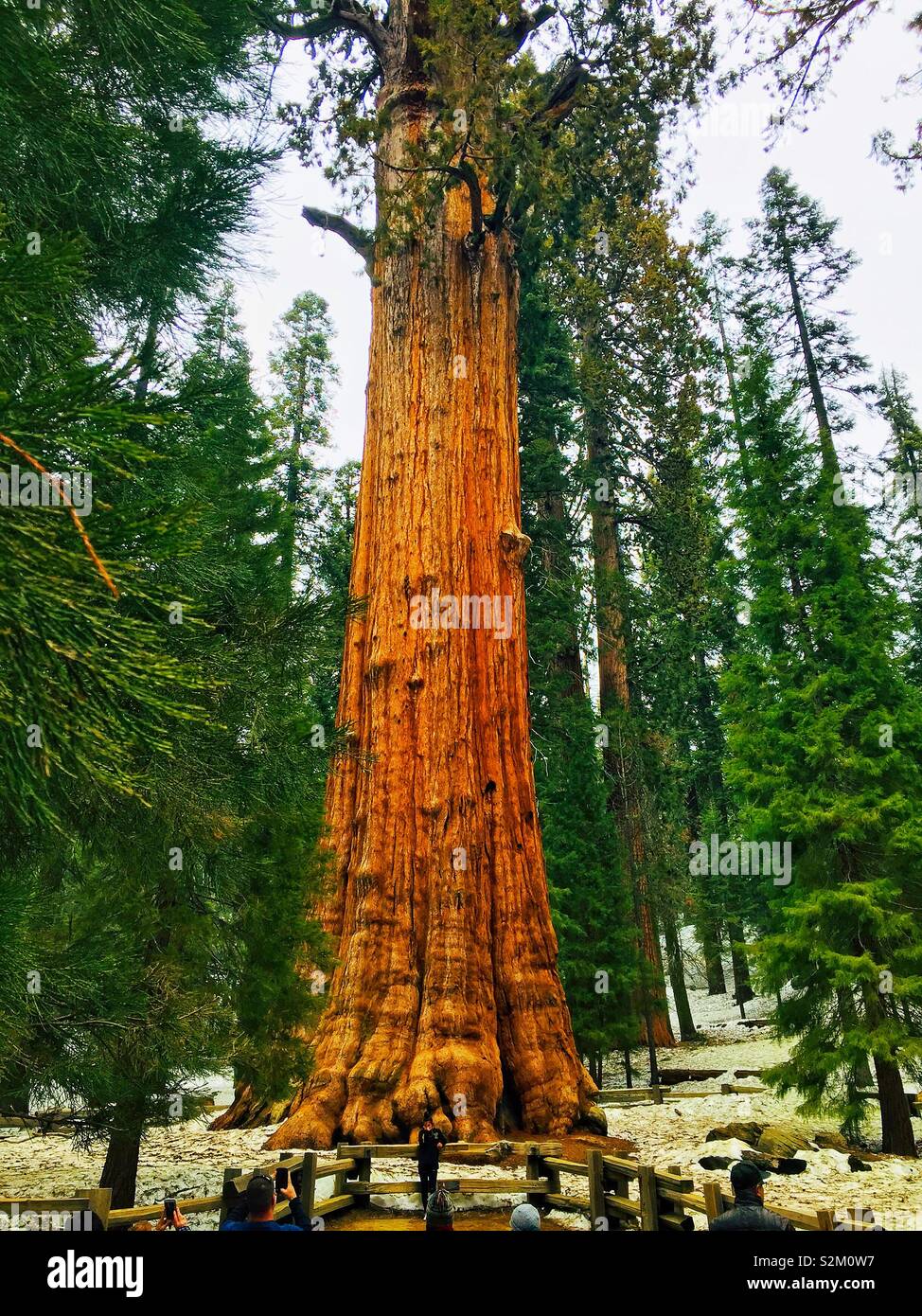 The grand General Sherman sequoia Stock Photo