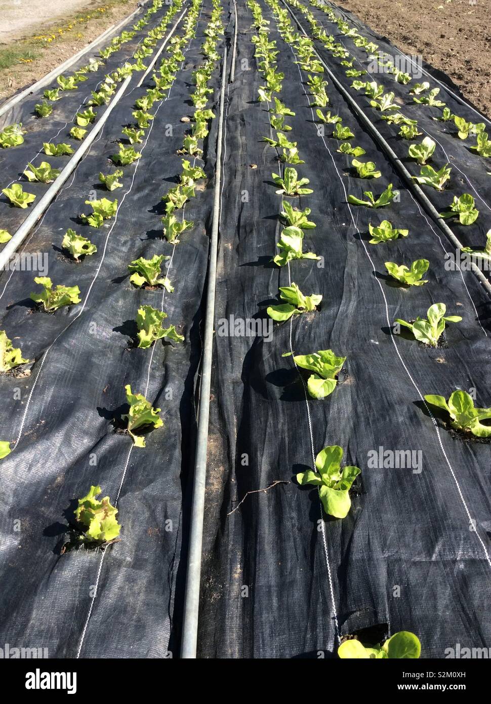 yellow bolsa mulch