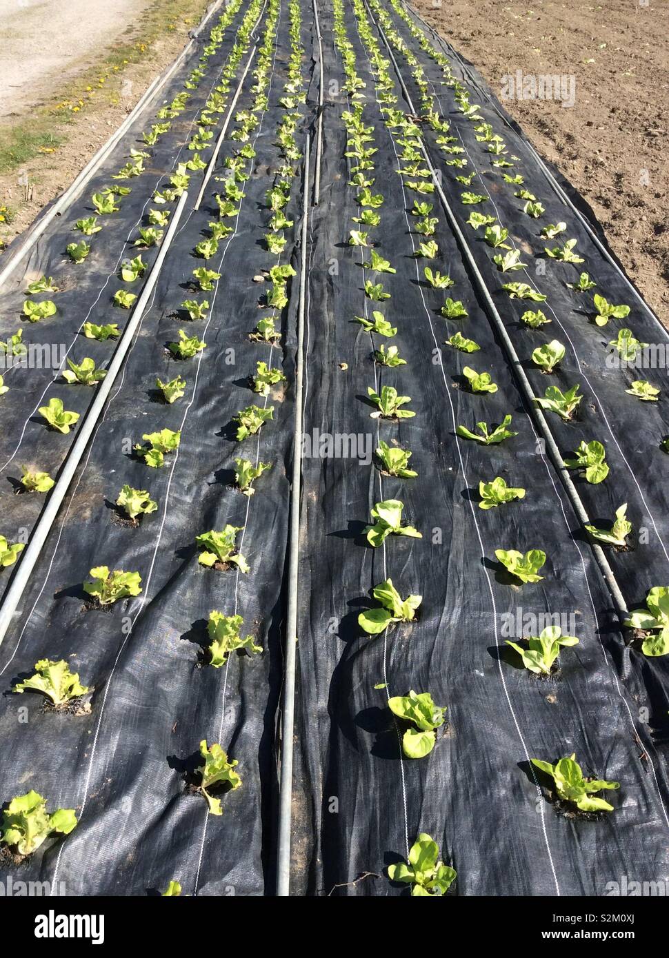 Black Plastic Mulch High Resolution Stock Photography And Images Alamy