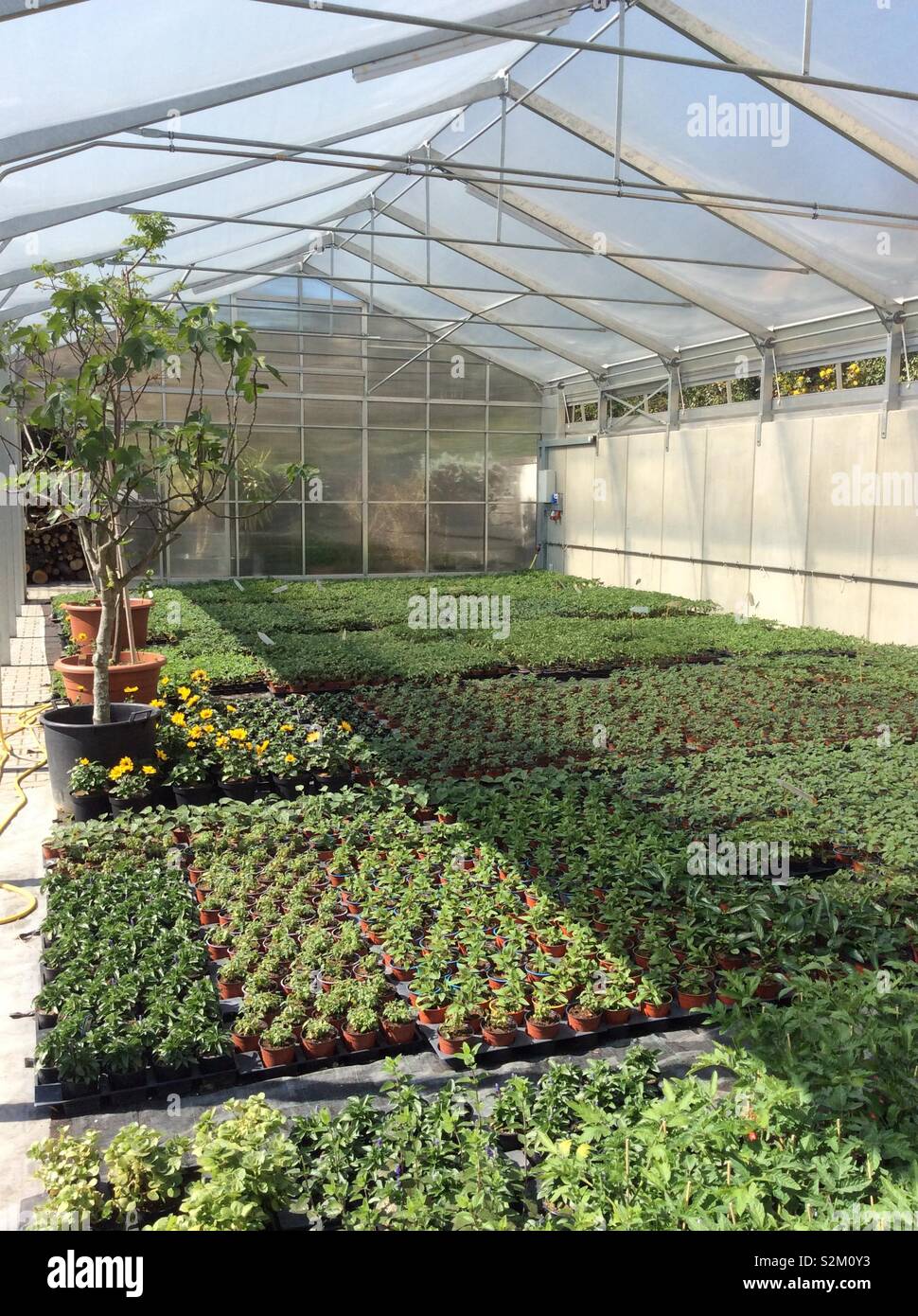 Inside a plant nursery glasshouse containing many young baby plants and