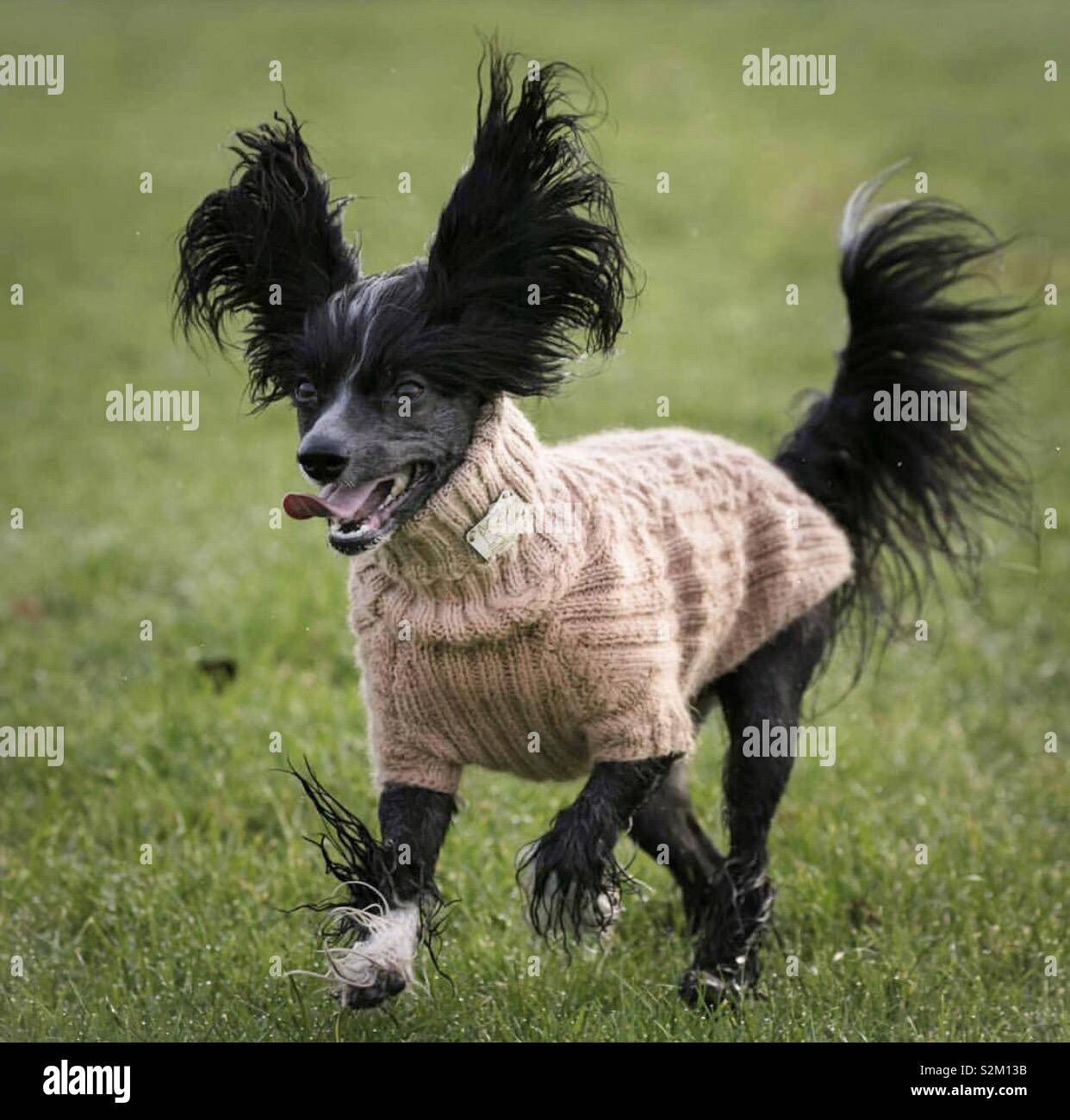 Meet Dani our Chinese Crested Stock Photo