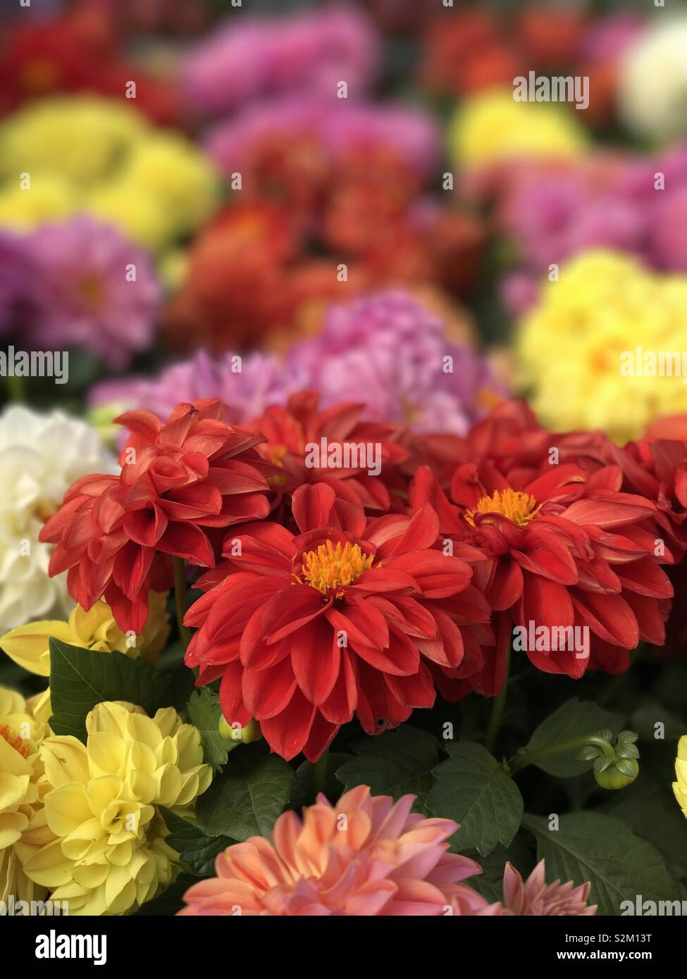 Dahlia Bedding High Resolution Stock Photography and Images Alamy