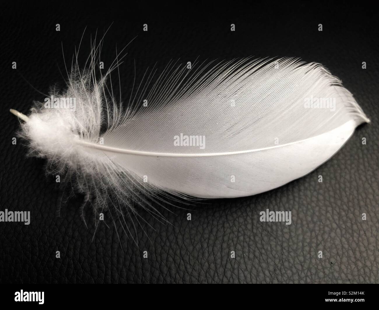 Single feather from a white Pekin duck - Smartphone Captured Stock Image