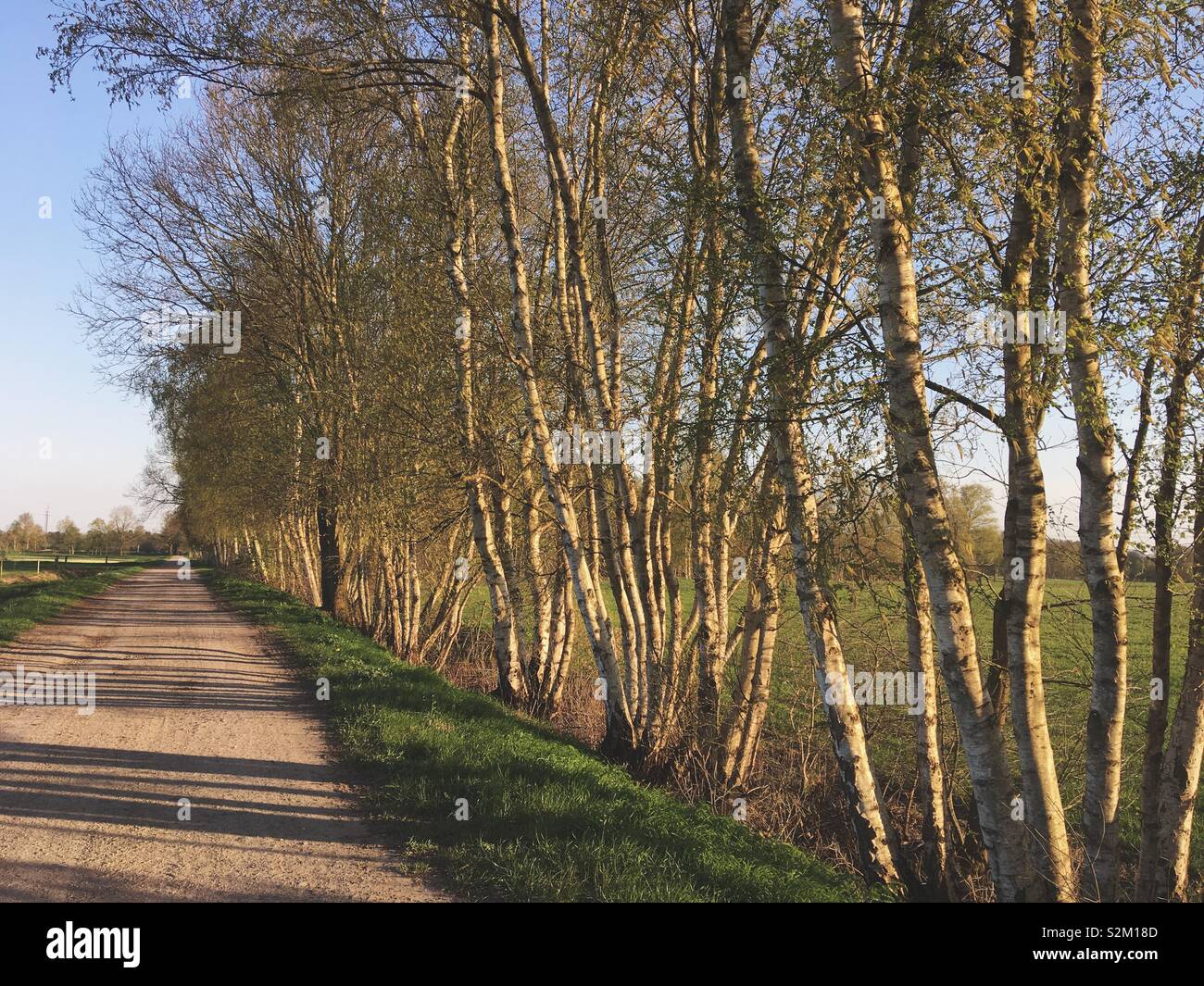 A row of birch trees - Smartphone Captured Stock Image