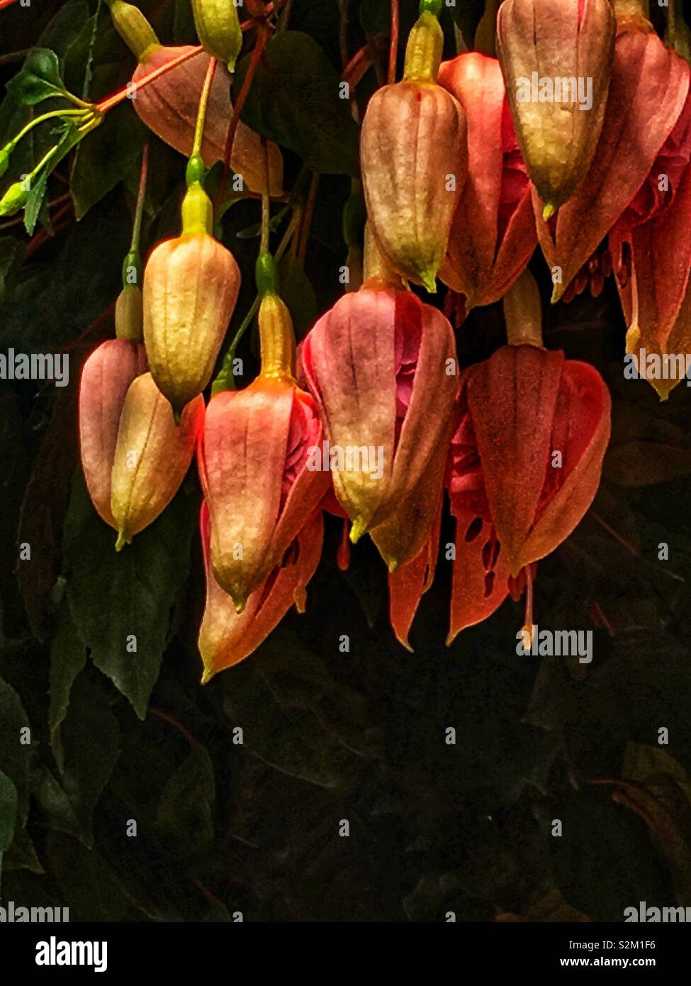 Bright pink blossoming fuschia hybrid plants hanging from a planter. Stock Photo