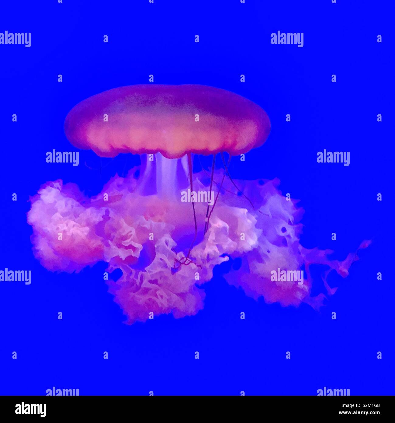 Pink jellyfish hires stock photography and images Alamy