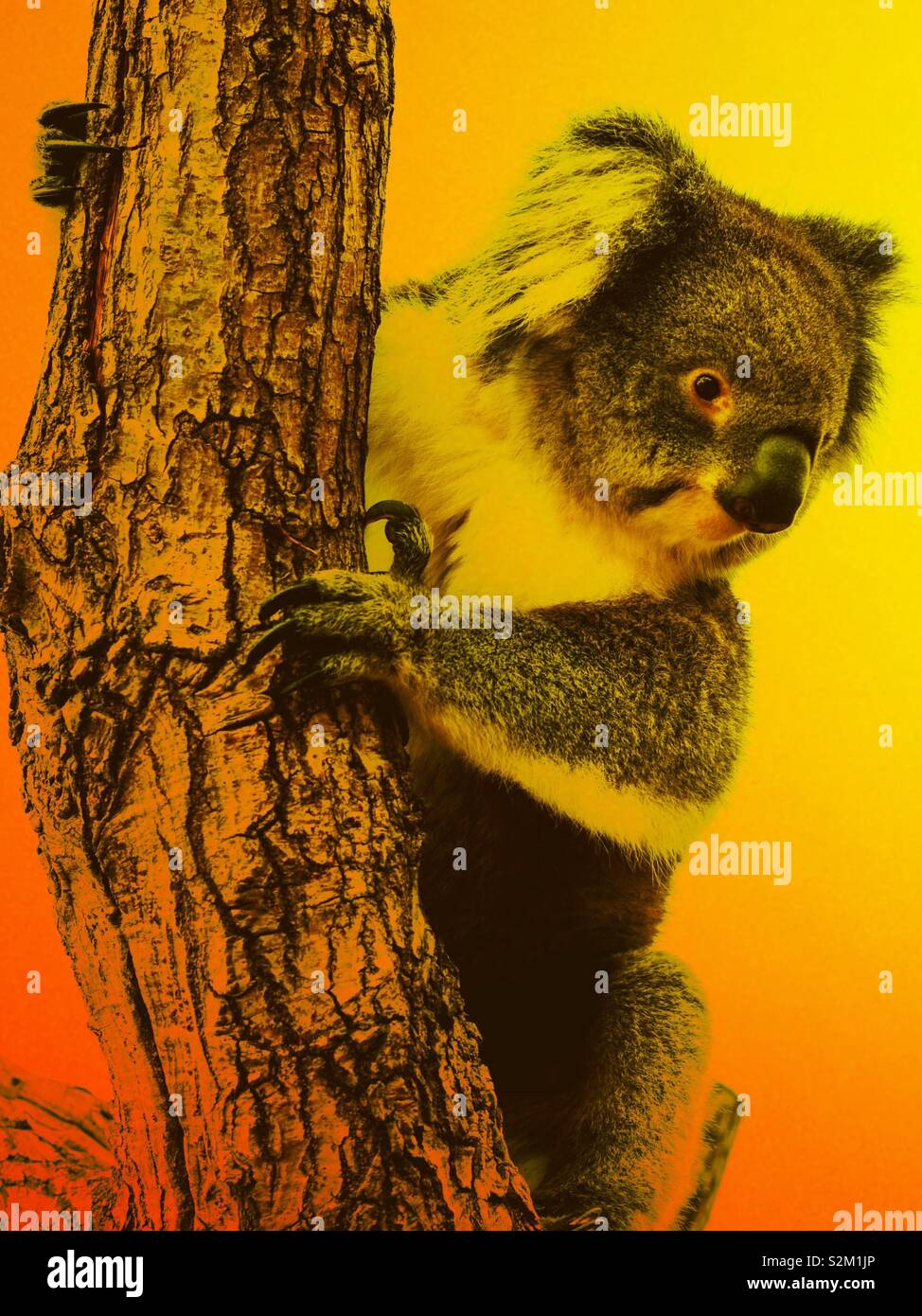 Australia Bush Fire Animal Stock Photos Australia Bush Fire