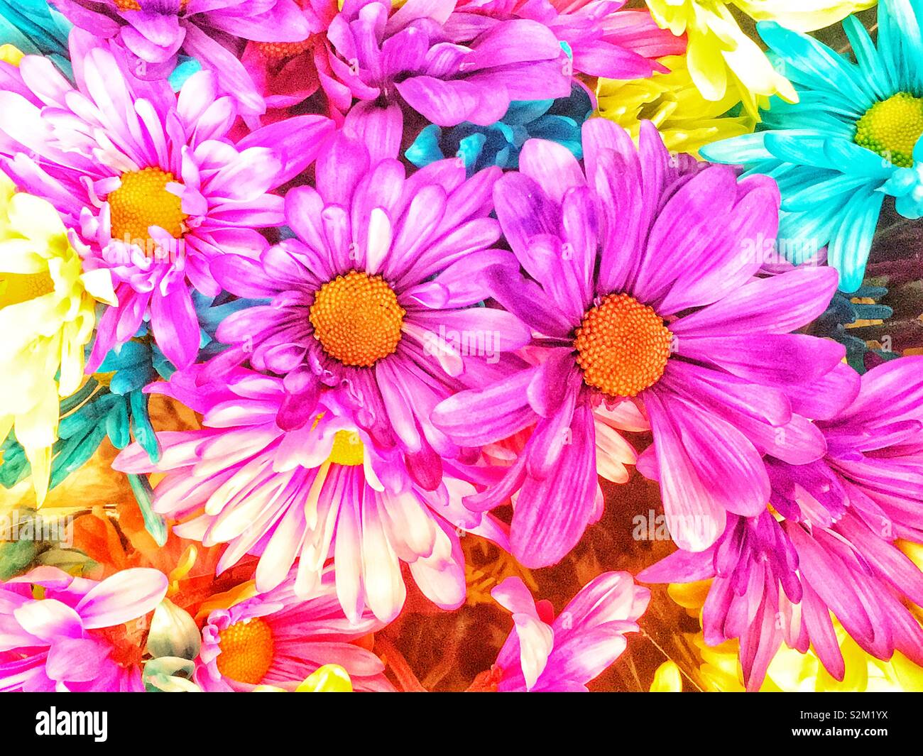 Full frame of a bunch of colorful spring daisies. - Smartphone Captured Stock Image