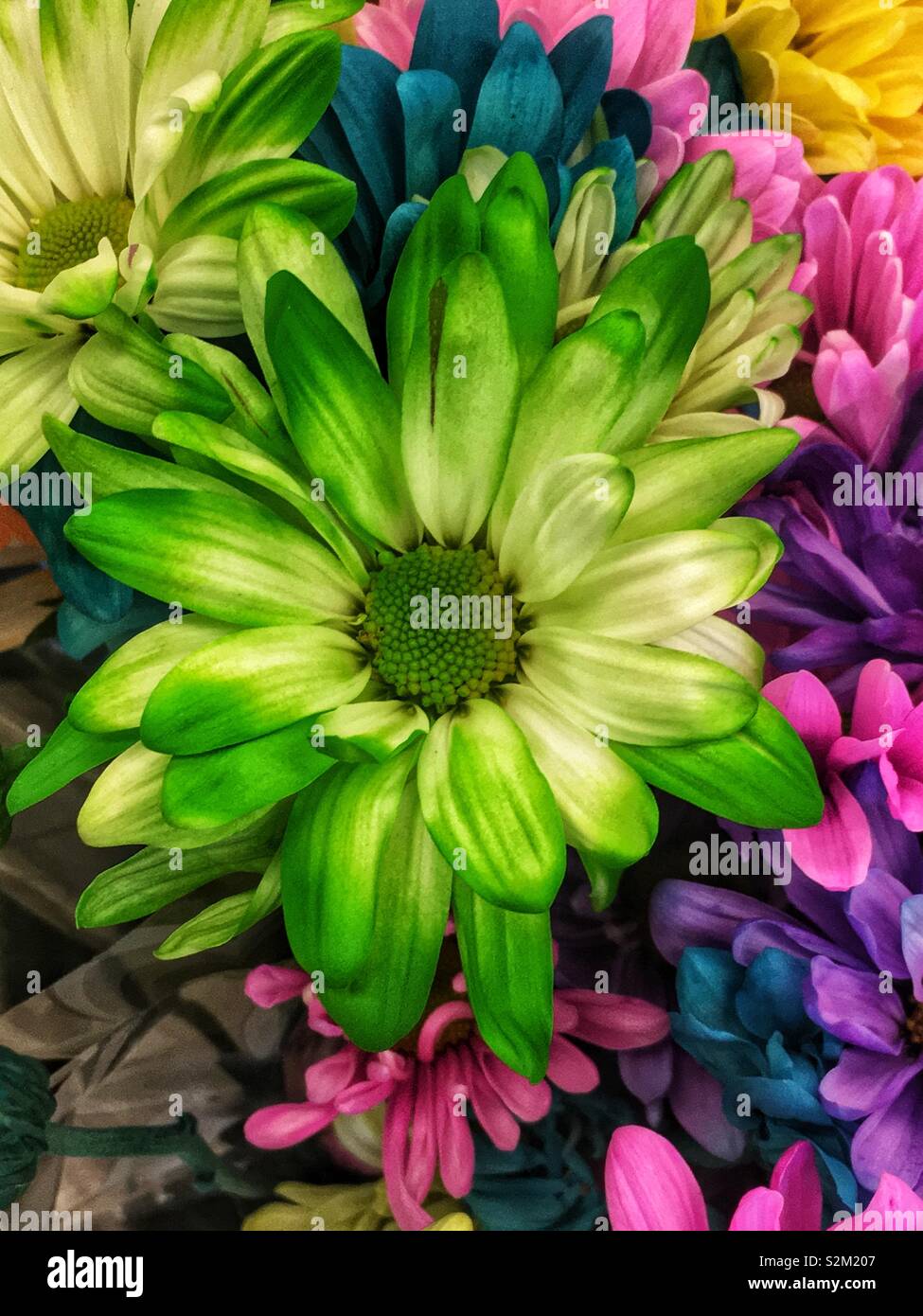 Closeup of a perfect daisy flower dyed green for spring. Stock Photo