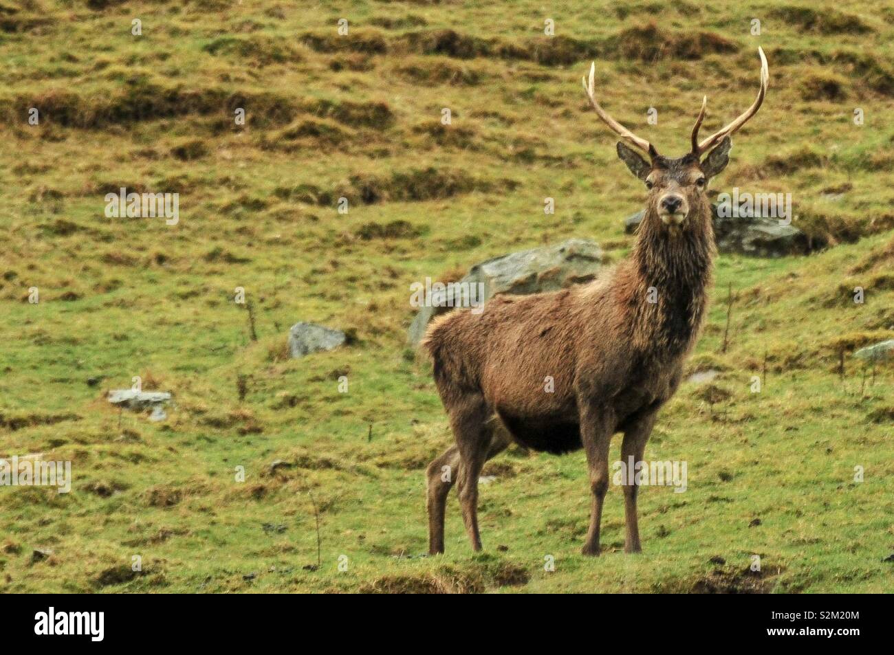 Red deer stag in the Highlands, Scotland Stock Photo