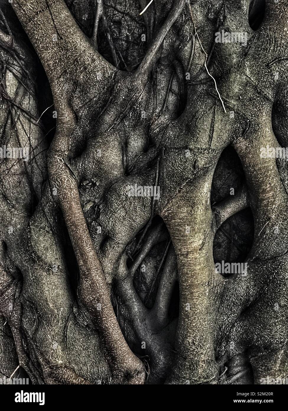 Tree interwined Stock Photo