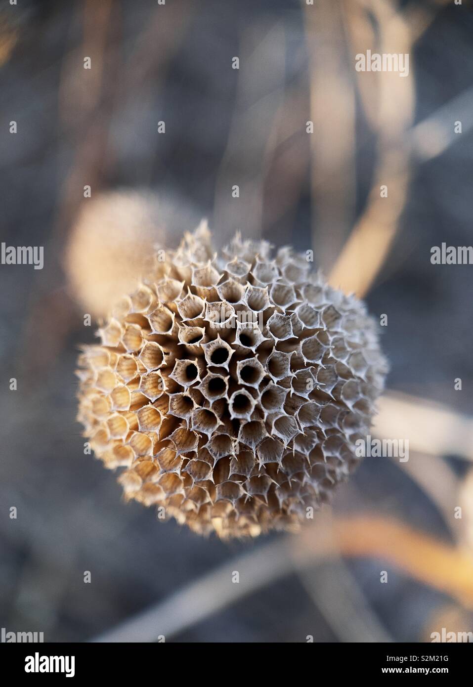 Macro shot of an old flower head. Stock Photo