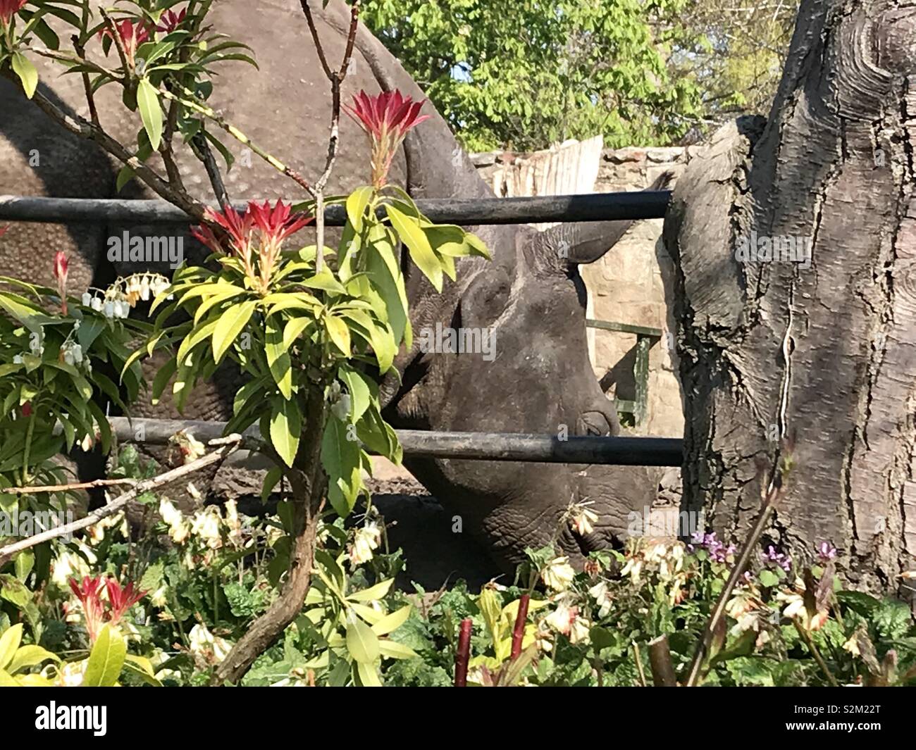 Rhino at Edinburgh zoo - Smartphone Captured Stock Image