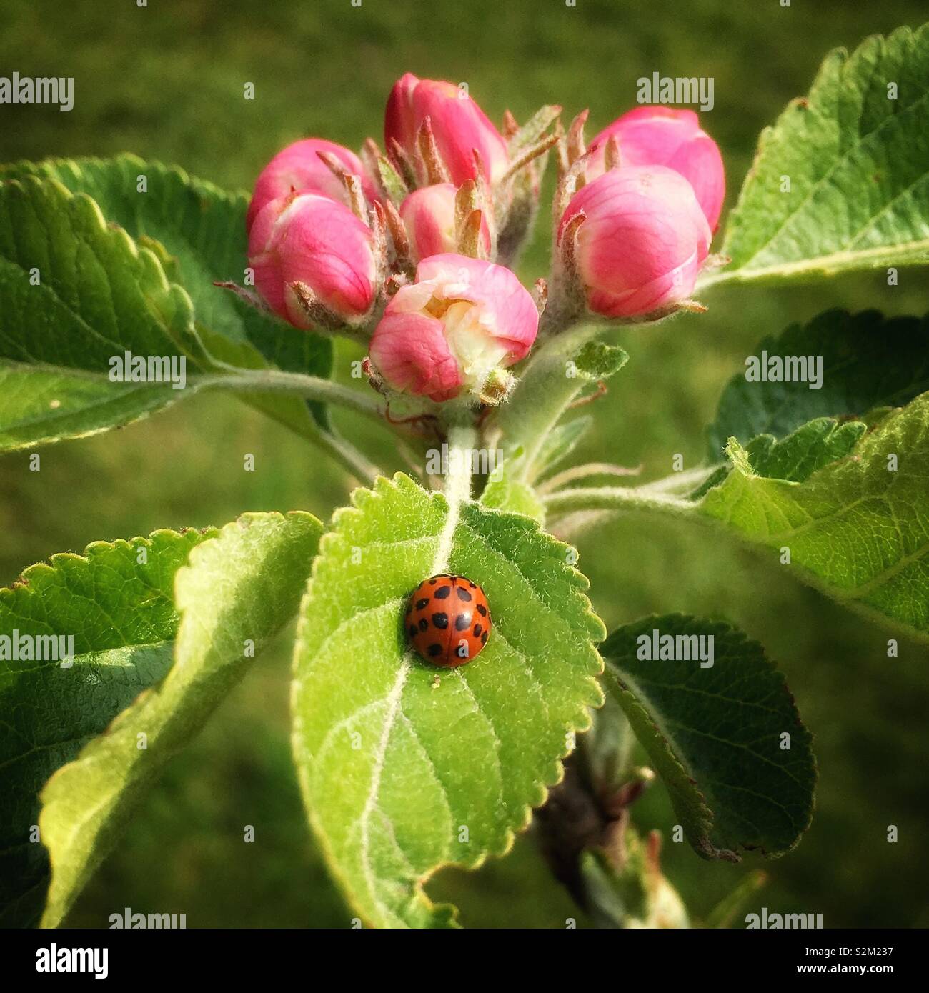 Apple blossom ladybird hi-res stock photography and images - Alamy