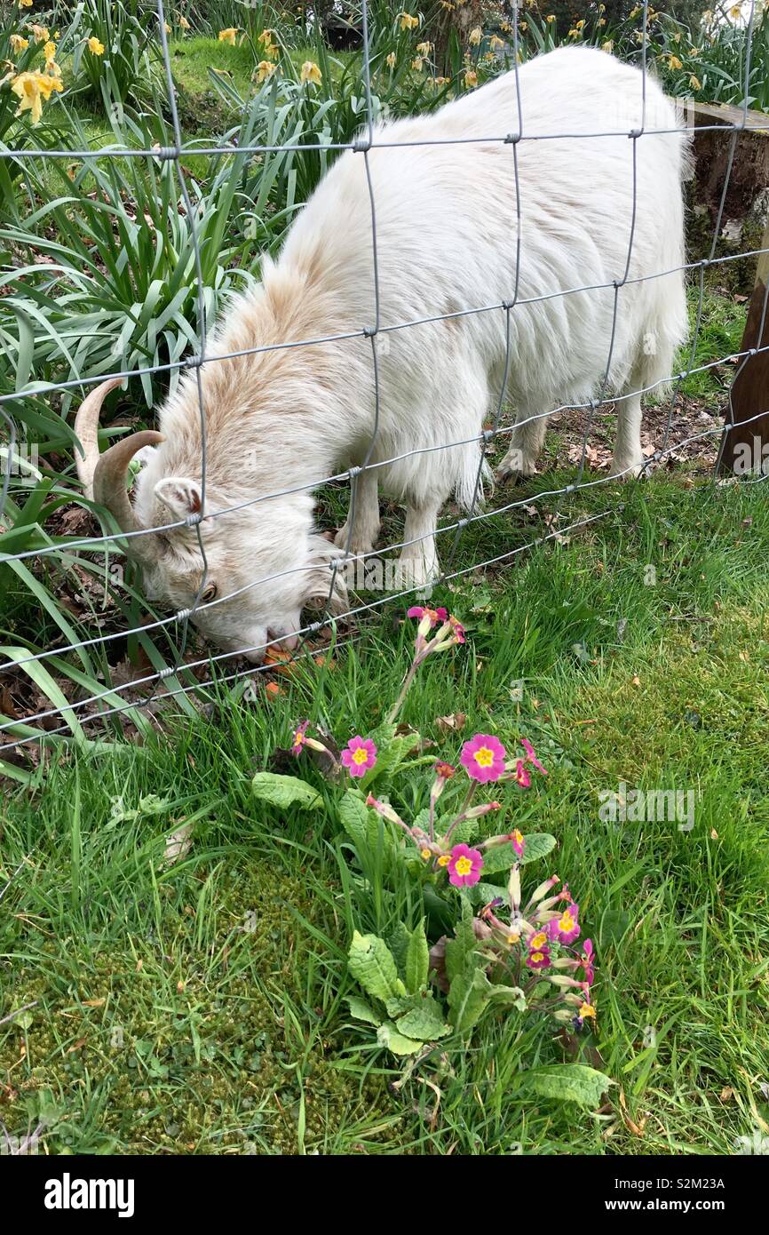 Eating Goat, Flowers, Pink, Fence, Horns Stock Photo Alamy