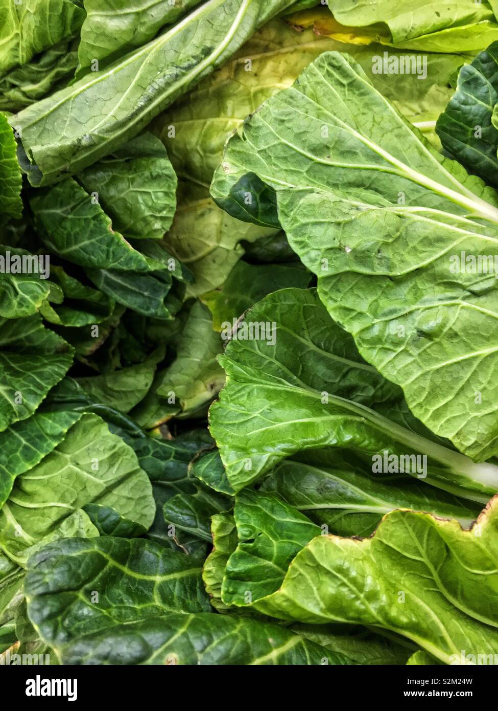 Full frame of fresh delicious ripe epazote Mexican tea leaves on display and for sale at the local produce market. Stock Photo