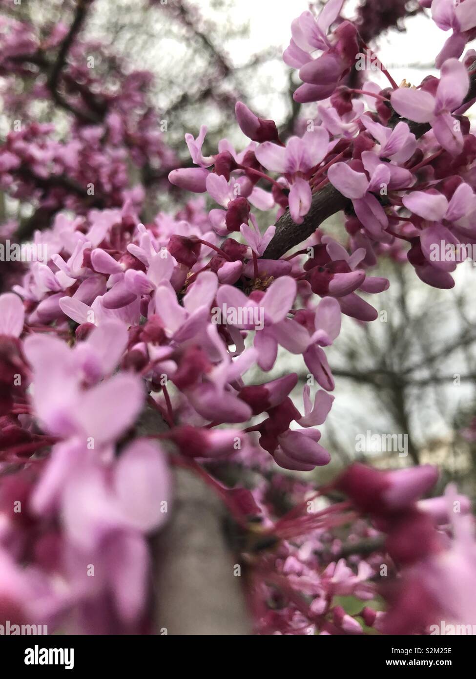 Beautiful Spring Blossoms on a Redbud Stock Photo