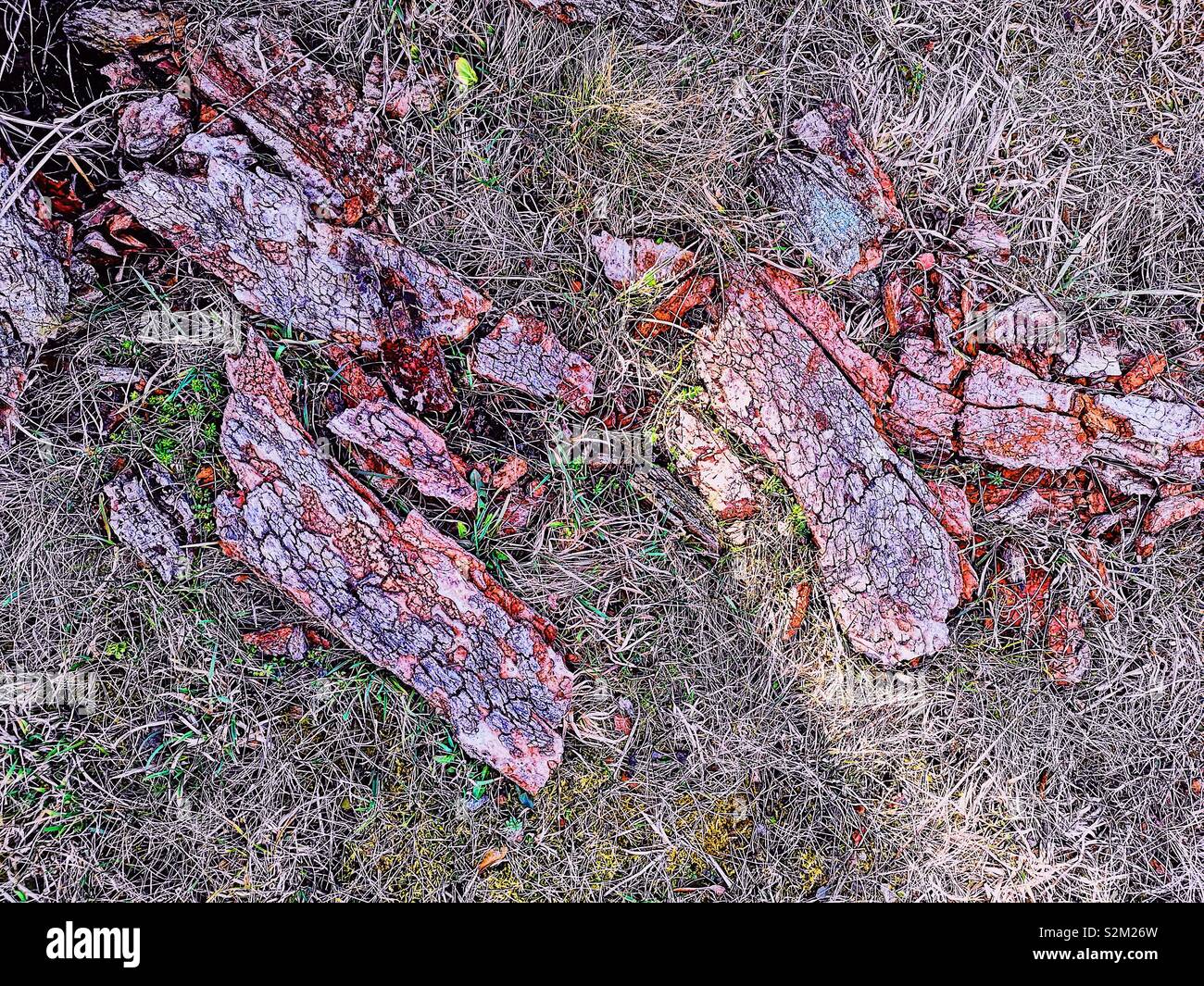 Red tree bark pieces on forest floor, Sweden, Scandinavia - Smartphone Captured Stock Image