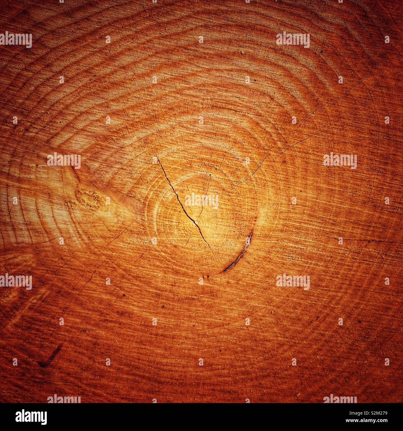 Close up of tree rings - Smartphone Captured Stock Image