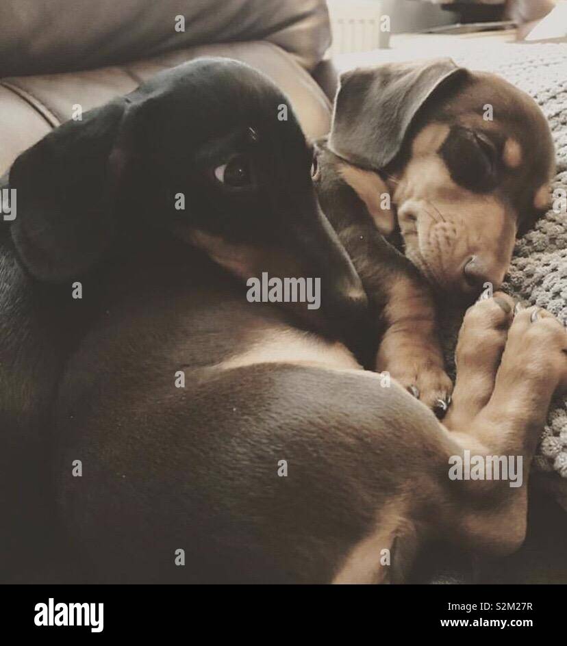 Two miniature dachshund puppies cuddling Stock Photo