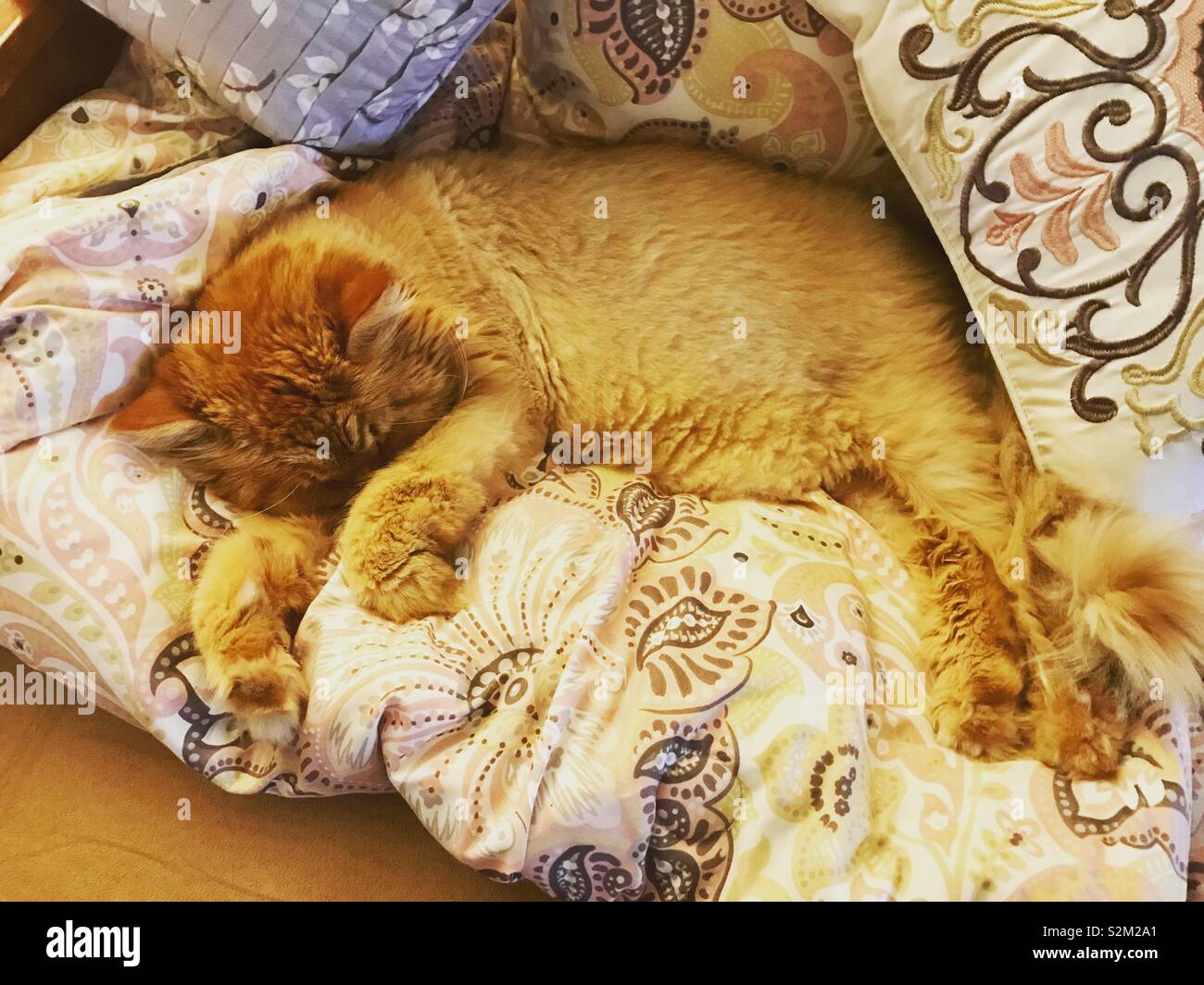 Cozy ginger orange cat cuddled up in pink paisley comforter sleeping Stock Photo