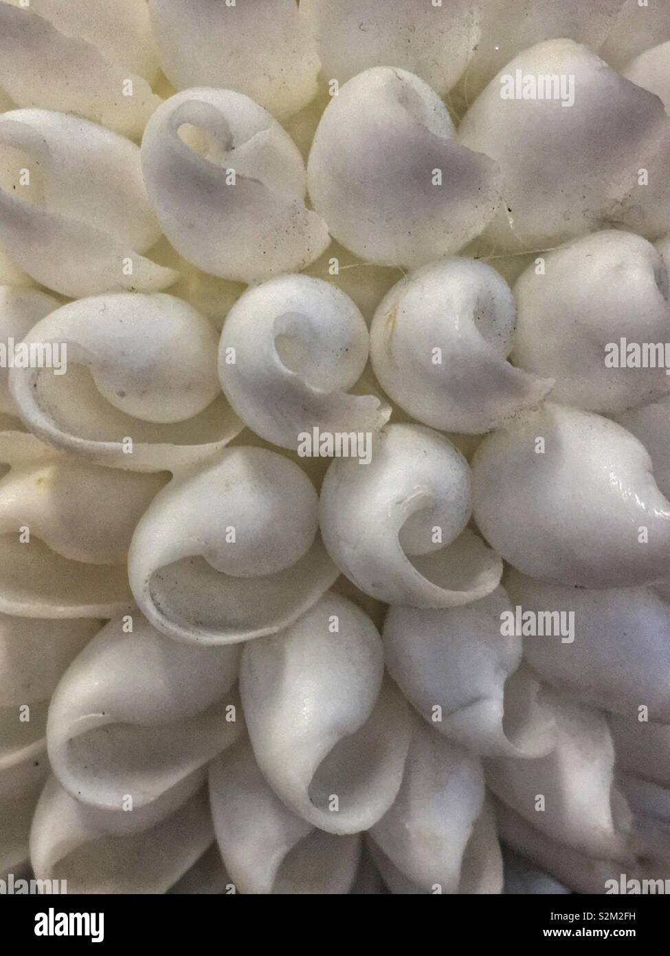 White seashells glued to a ball. - Smartphone Captured Stock Image