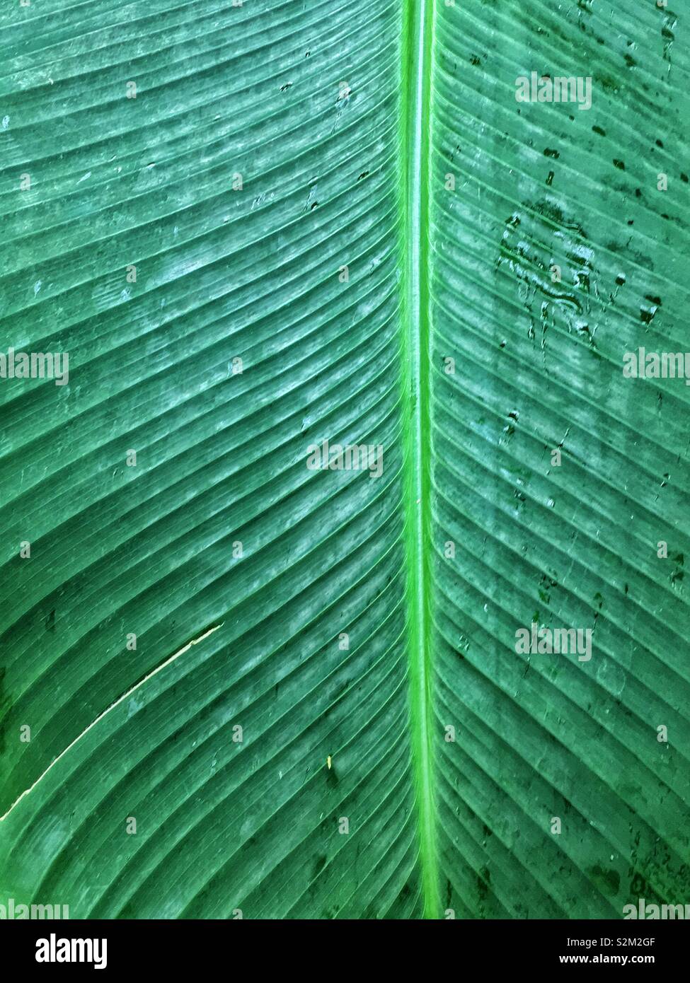 Full frame closeup of a fresh green leaf with veins. - Smartphone Captured Stock Image