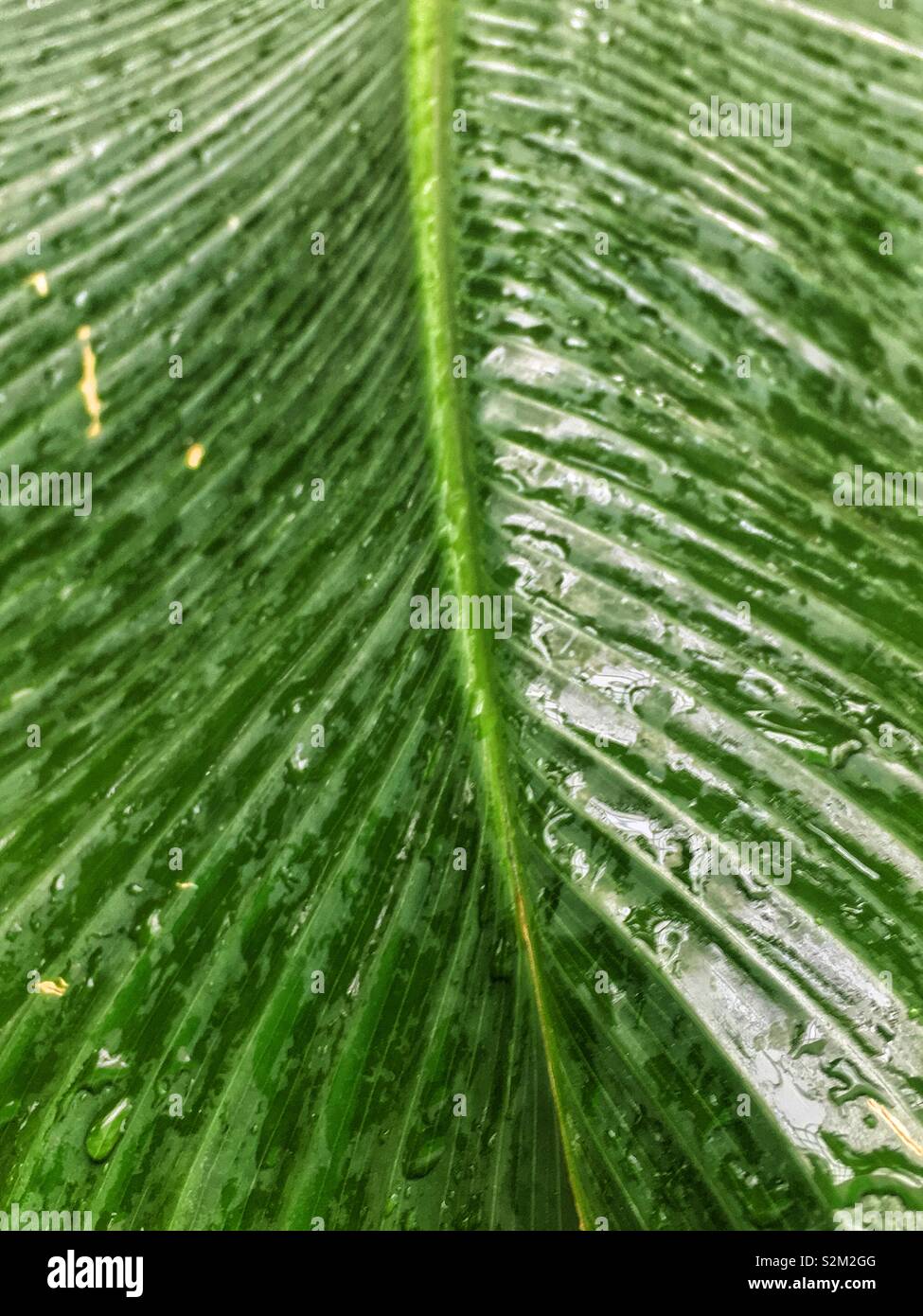Full frame closeup of an interesting fresh green leaf with veins and covered with water. - Smartphone Captured Stock Image
