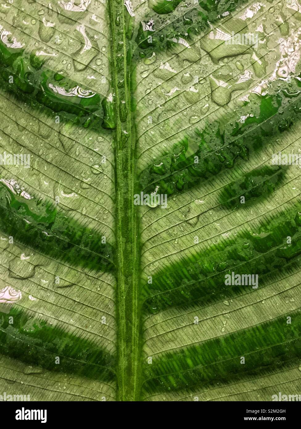 Full frame closeup of an interesting pattern on a fresh green leaf with veins and covered with water. - Smartphone Captured Stock Image