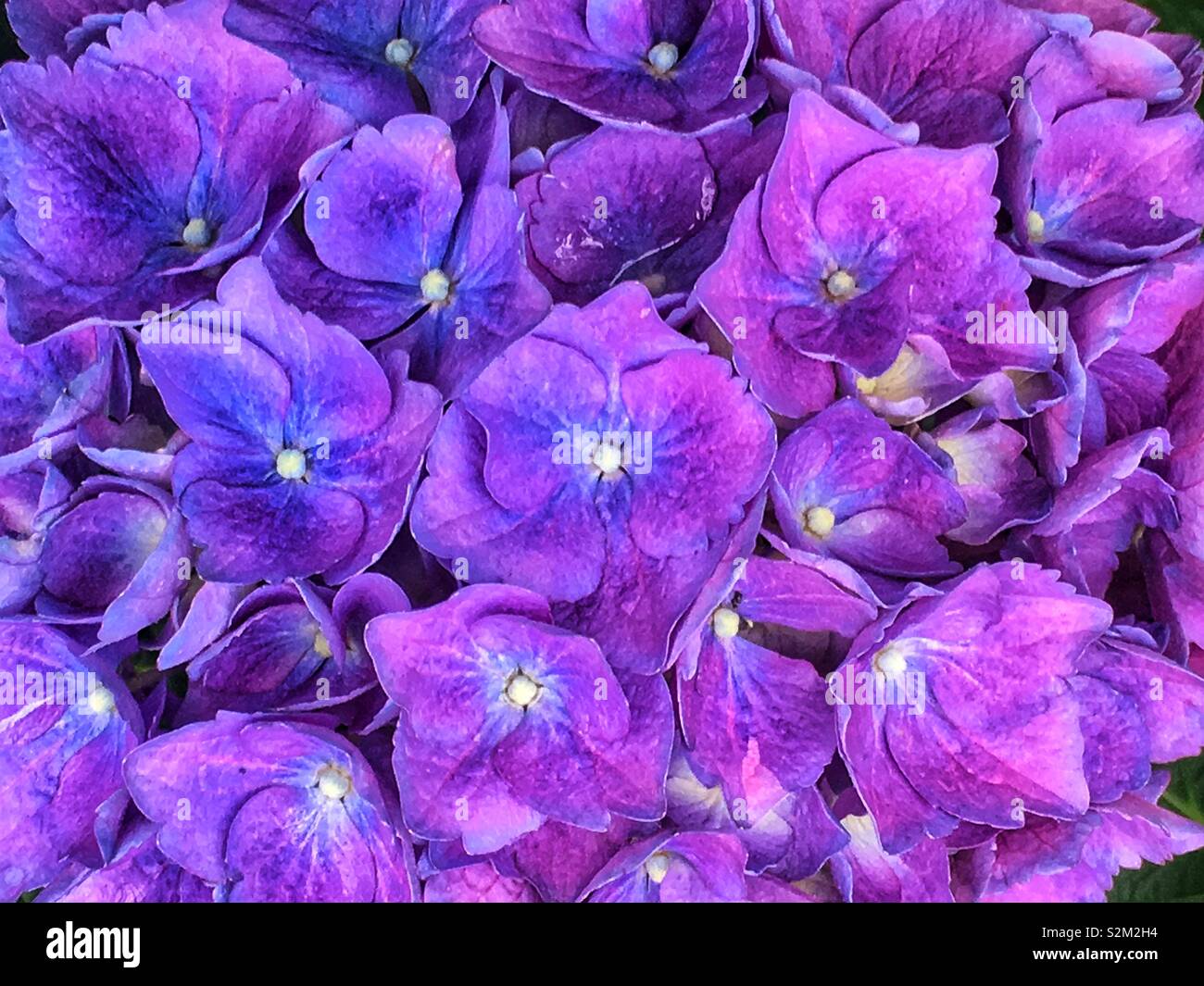 Full frame closeup of many purple hydrangea flowers in full bloom. - Smartphone Captured Stock Image