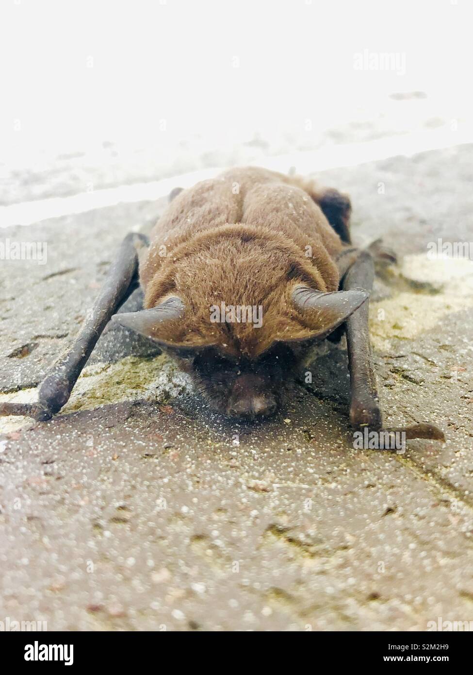 Brown bat hires stock photography and images Alamy