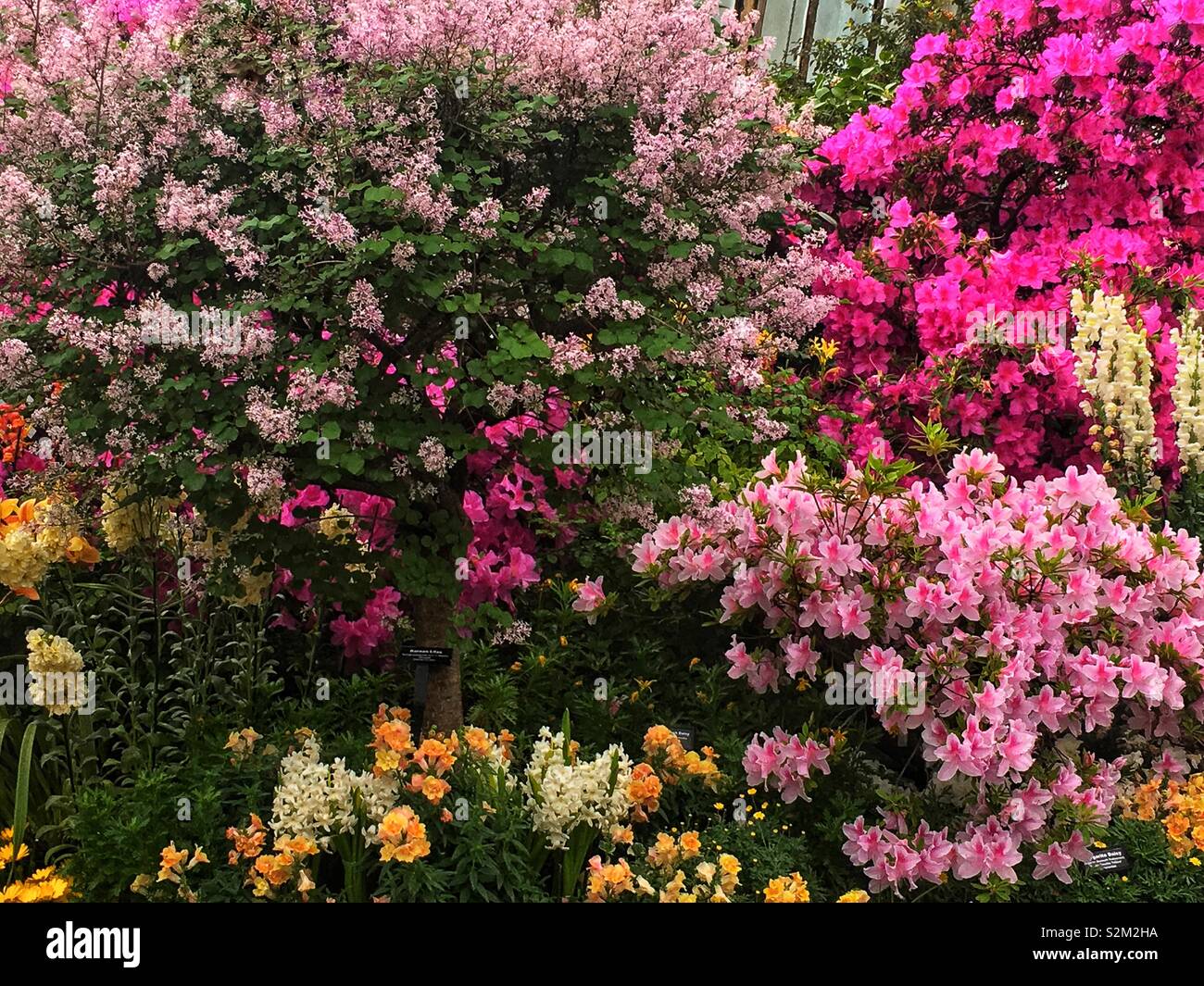 Garden grove full of vibrant colorful azaleas, stock, and others in full bloom. - Smartphone Captured Stock Image