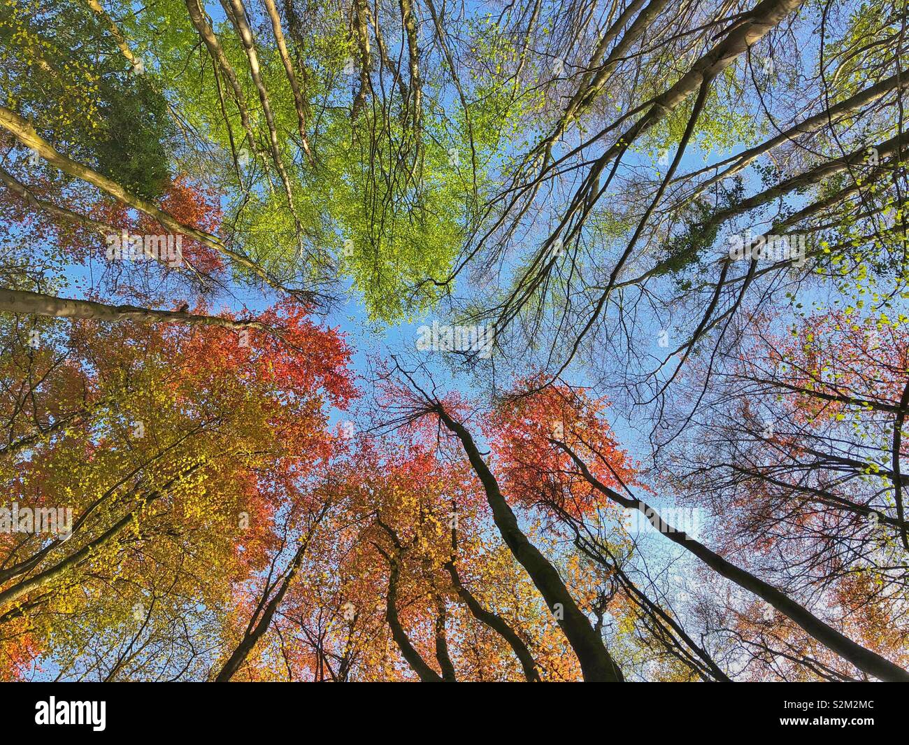 Deciduous woodland with fresh spring leaves - mainly Beech and Copper Beech trees against a blue sky. April. - Smartphone Captured Stock Image