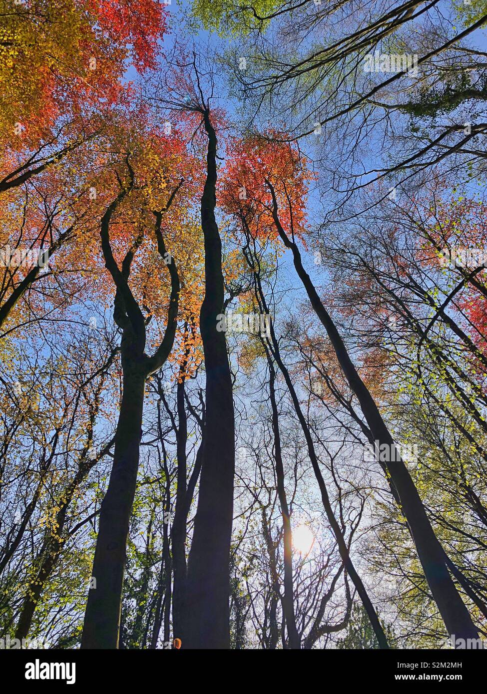 Sunlight through Beech woodland in early spring with fresh leaves. - Smartphone Captured Stock Image