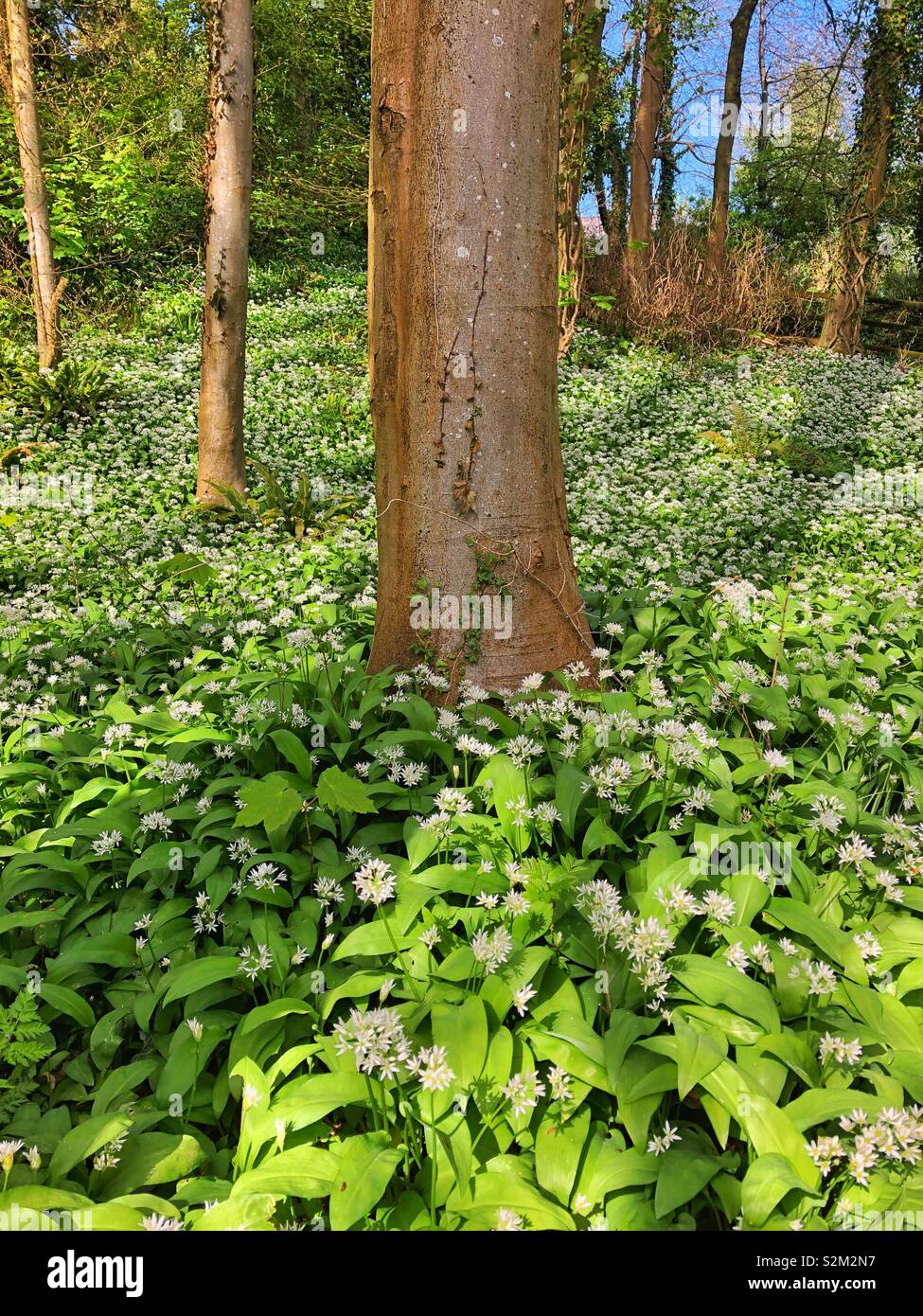 Wild garlic growing in deciduous woodland, April, South Wales, UK. - Smartphone Captured Stock Image